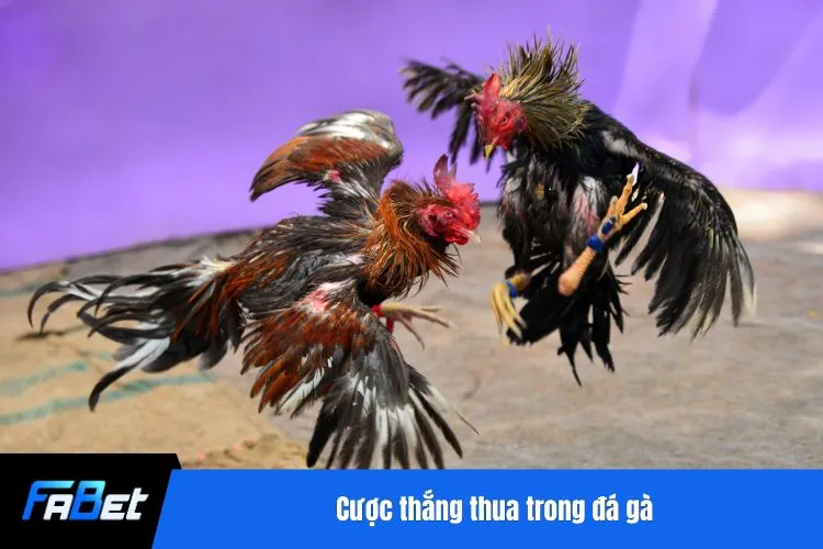 Cược thắng thua trong đá gà